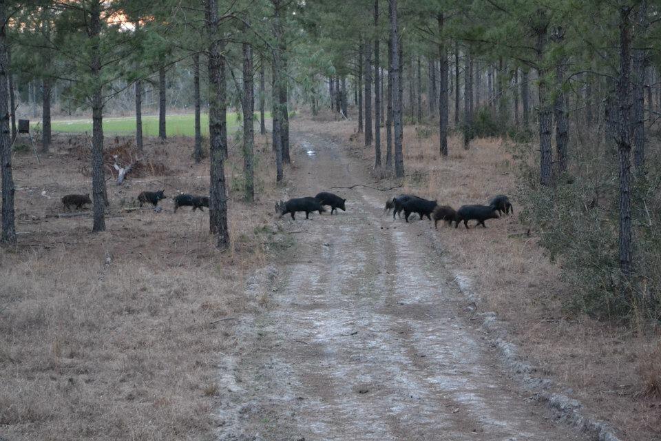 Razorback Ridge Outdoor Adventures | Warrenton GA