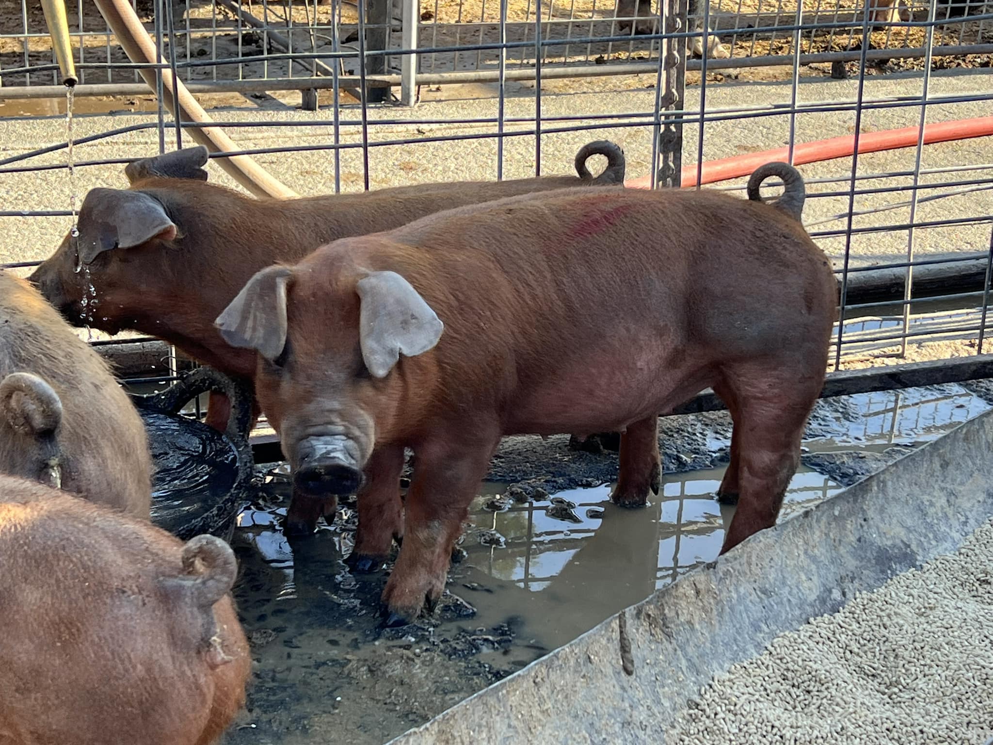 Pink Lady Pigs | Orland CA