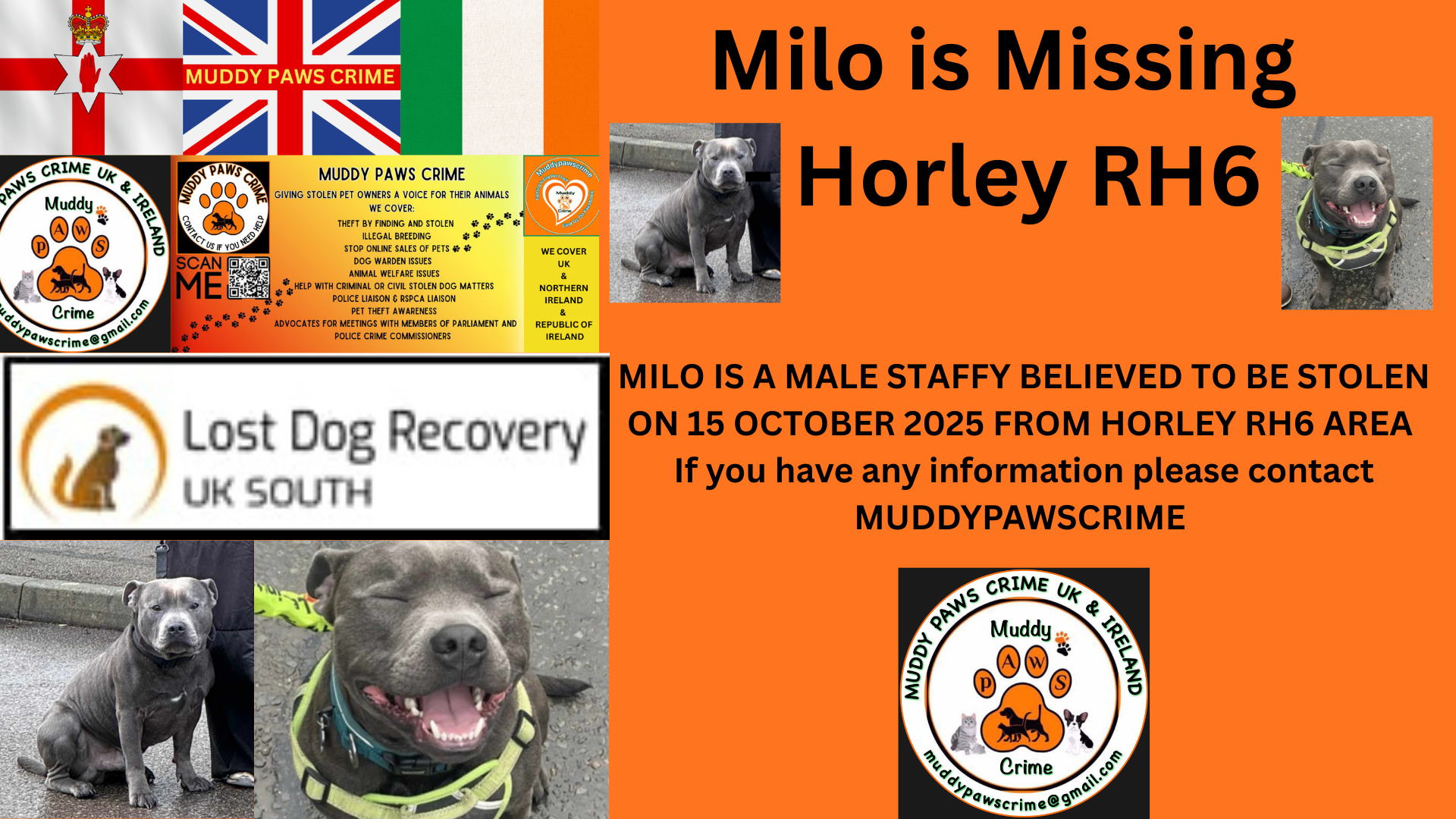 Milo is Missing - Horley RH6