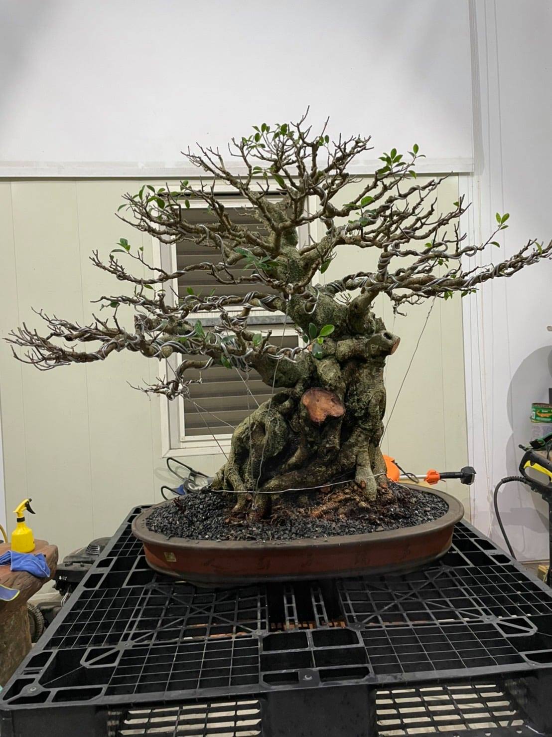 植璟企業工作室 - #台灣榕樹盆栽 裁枝、整枝培養、修根換盆 - 感謝訂閱Facebook、IG... | Facebook