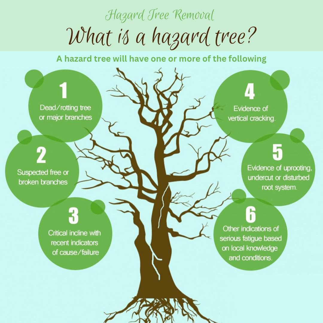 Nootka - HAZARD TREE REMOVAL OR MAINTENANCE WHAT IS A HAZARD TREE? A ...