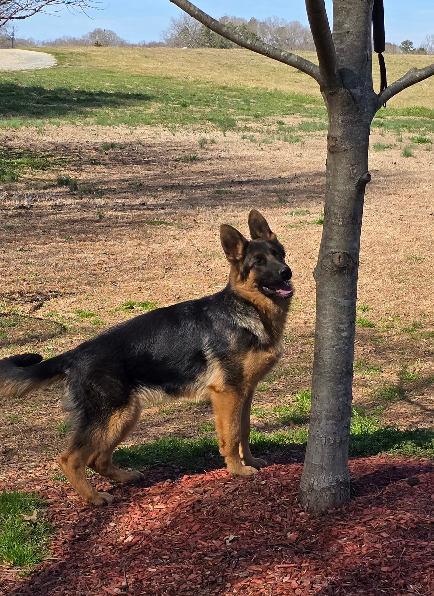 Trinity German Shepherds & K9 Training | Monroe NC