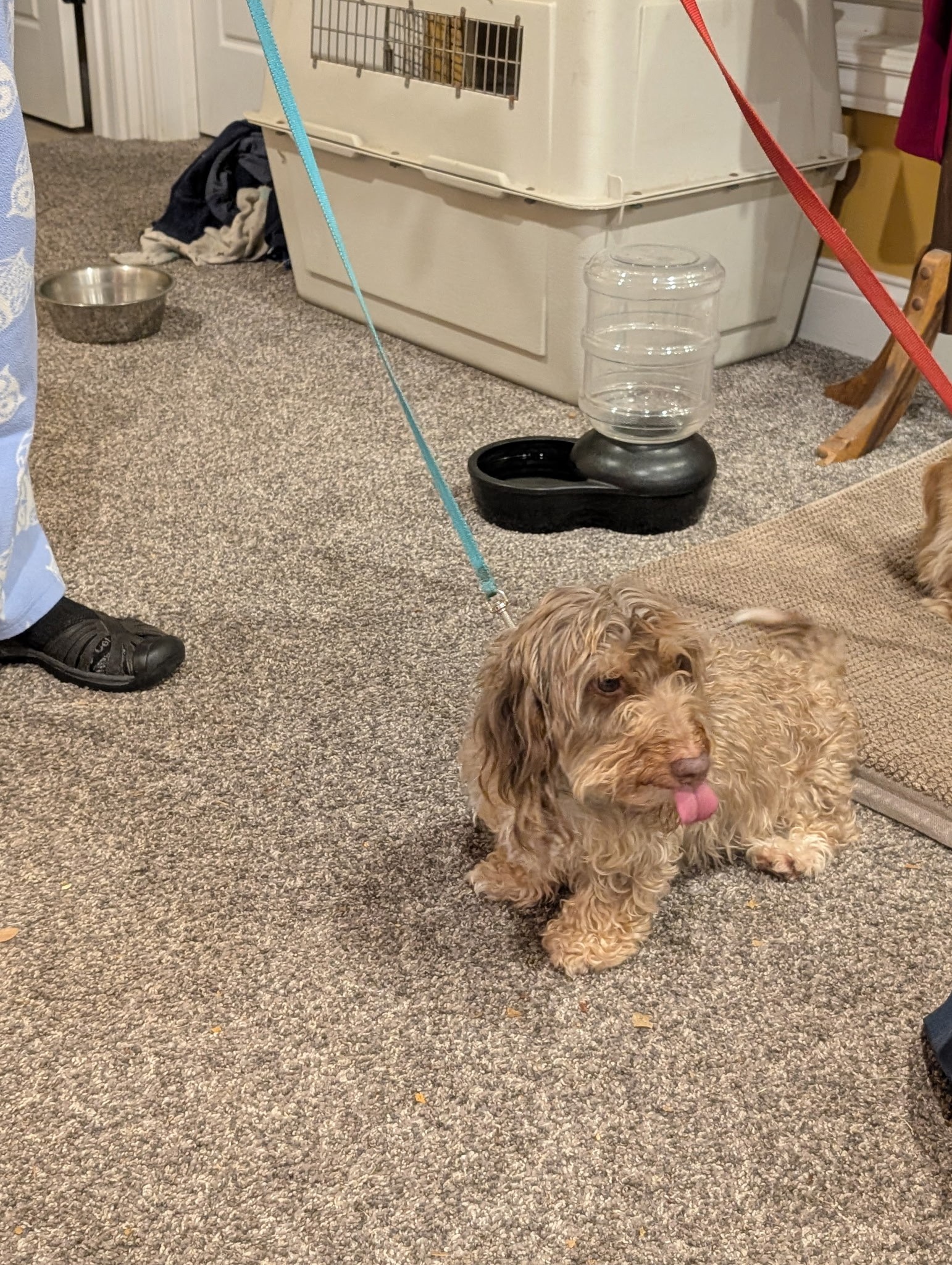 Little Rascals Pet Rescue