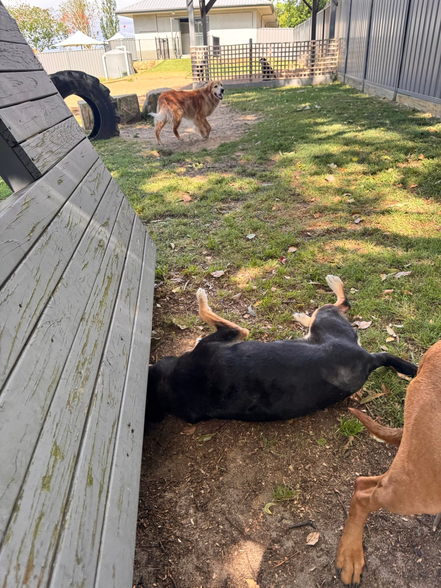 Our version of the ball under the couch 🏐 😂... - Rocky Ridge Pet Resort ...