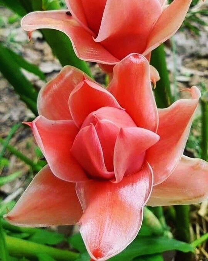 Also known as torch ginger, kecombrang is a vibrant, aromatic