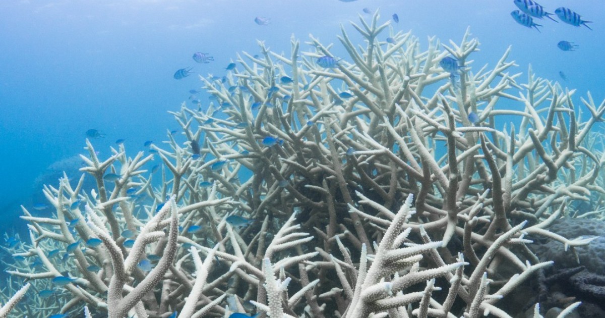 Cefas - The Defra funded Ocean Country Partnership Programme (OCPP) was ...