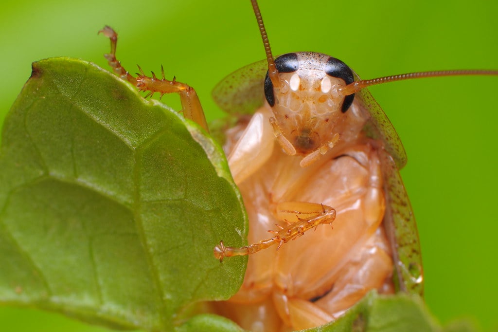 FnFPicks - Today's #FnFPicks #AnimalOfTheDay is #Cockroach (#Blattodea ...