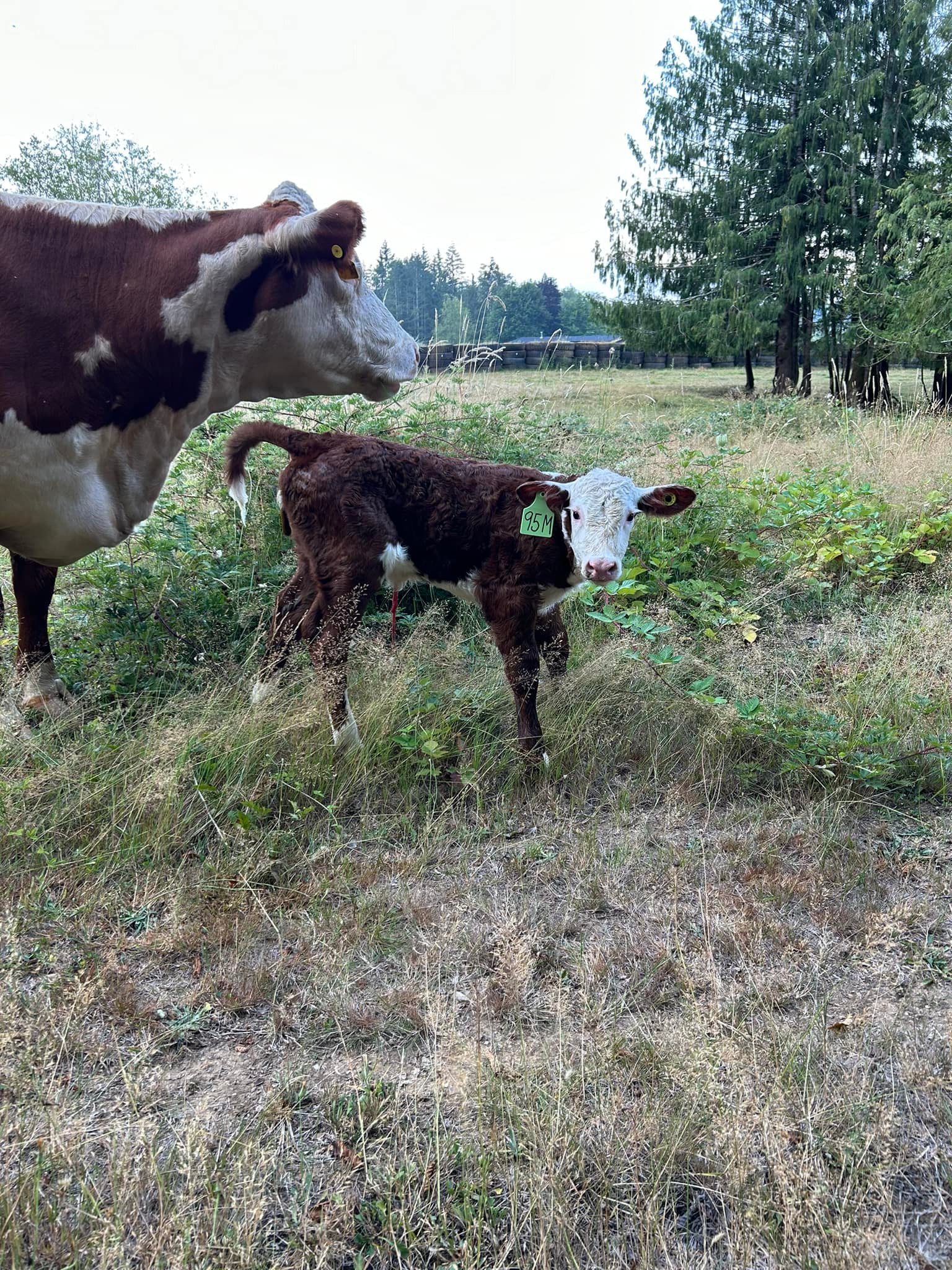 Nighthawk Ridge Farms Ltd. | Port Alberni BC