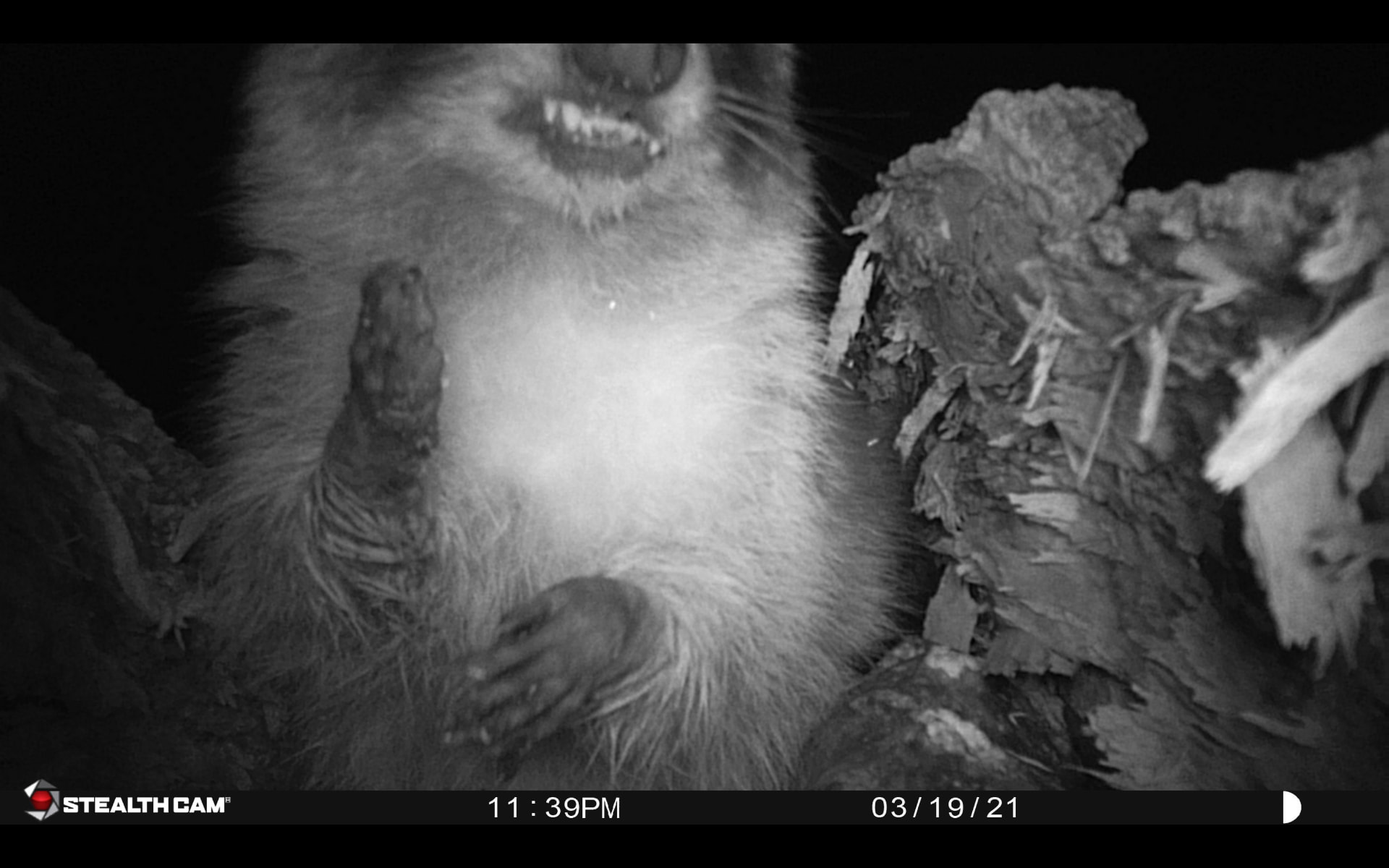 Trail Camera Photos and Videos | Rocky Raccoon giving me hand signals ...