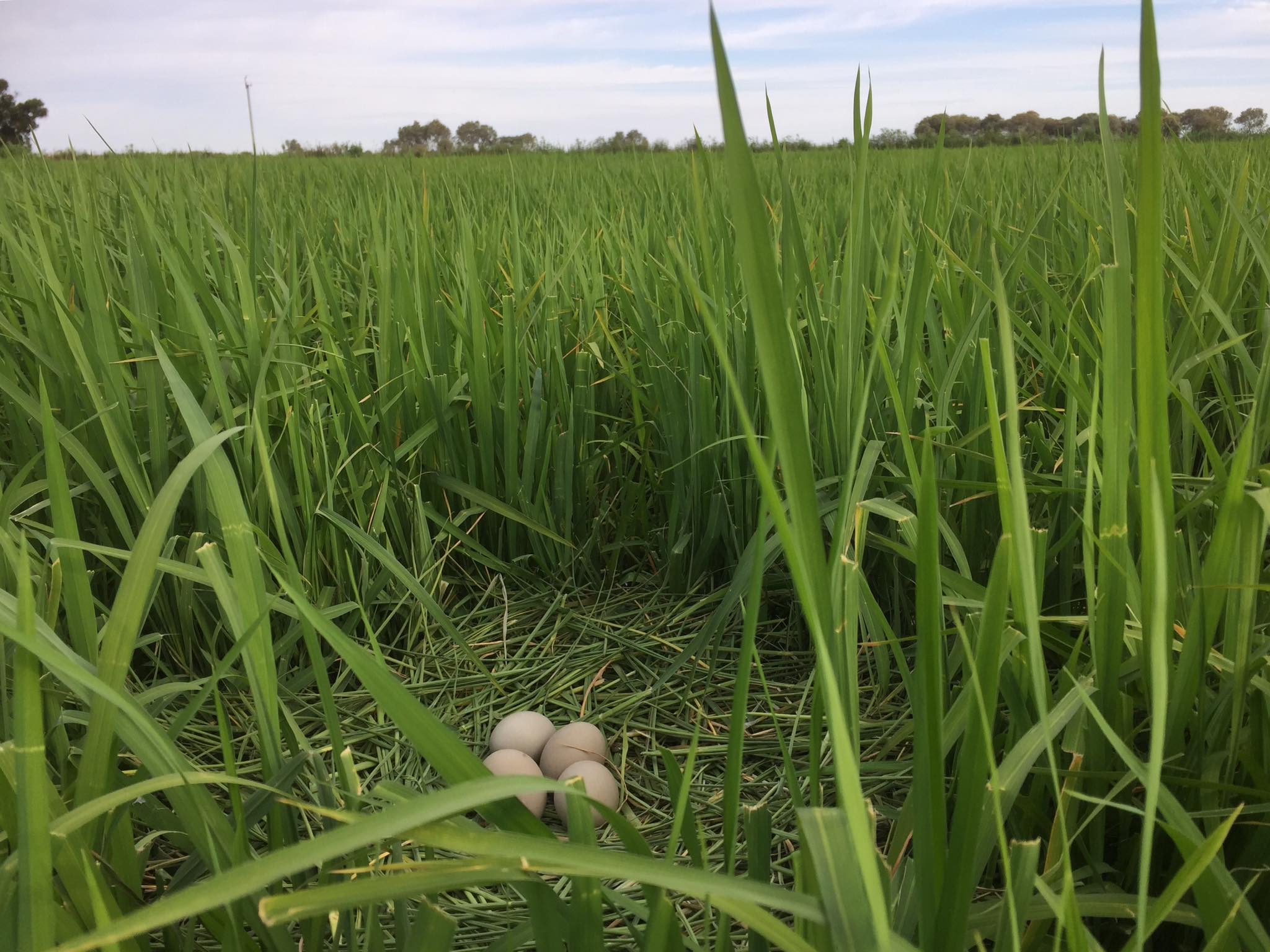 Bitterns in Rice Project added... - Bitterns in Rice Project