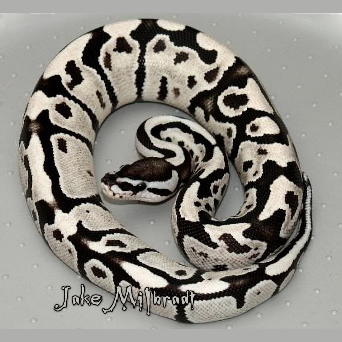 Axanthic beauty! :-) Axanthic Fire... - Living Art Reptiles