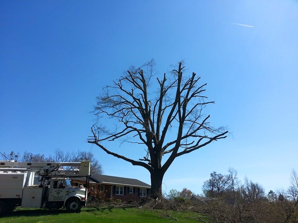 Ellason Tree Service | Simpsonville SC