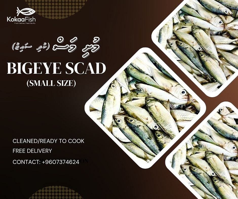 KOKAA FISH - 🔥 NEW STOCK 🔥 RED SNAPPER (RAIYMAS) - CURRY... | Facebook