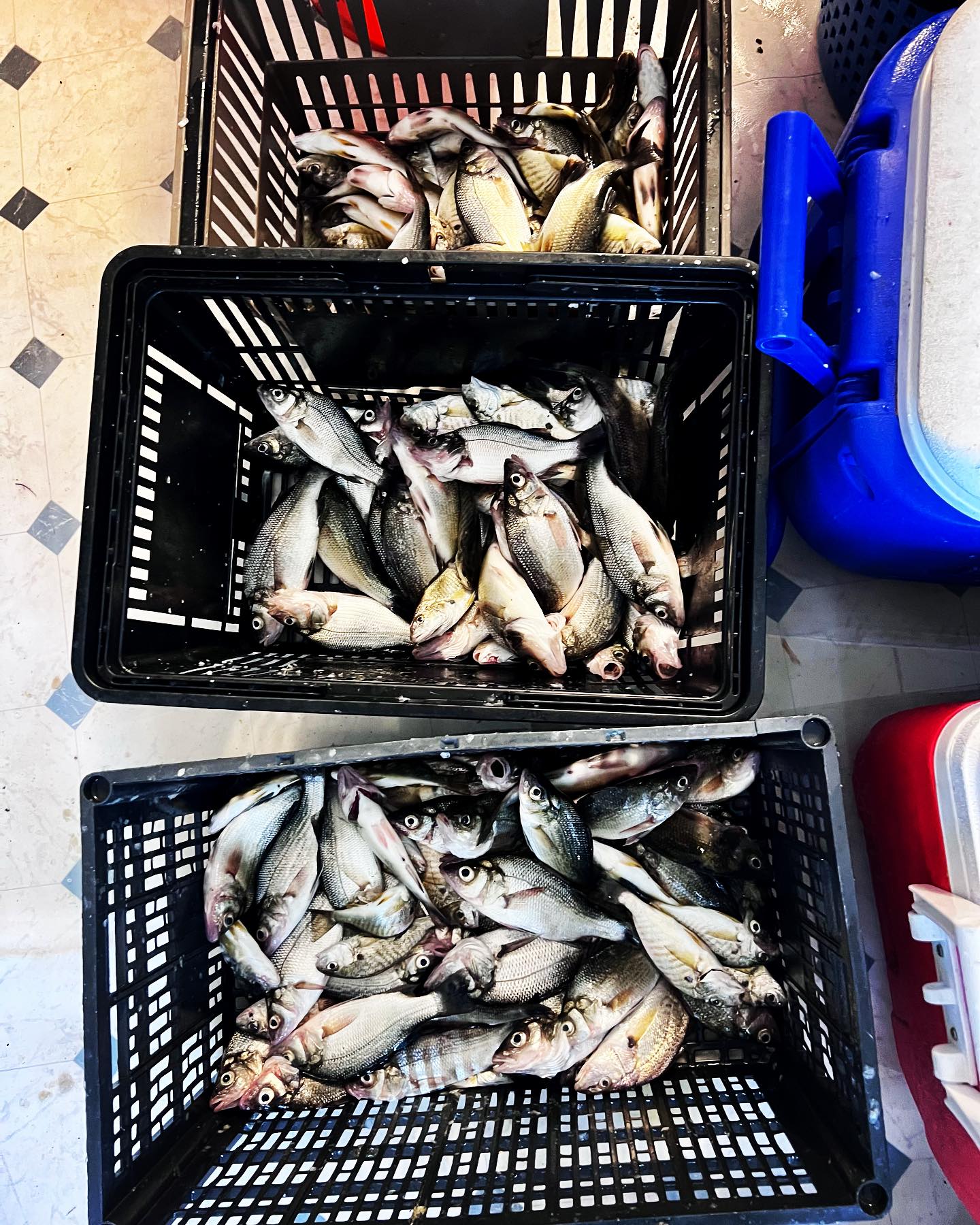 First Cousins Fish Cuttery | Hyattsville MD