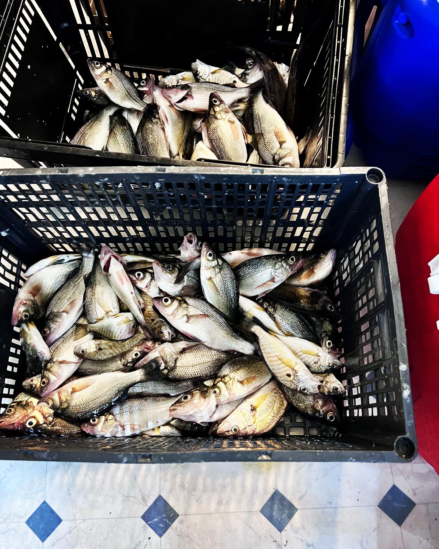 First Cousins Fish Cuttery | Hyattsville MD