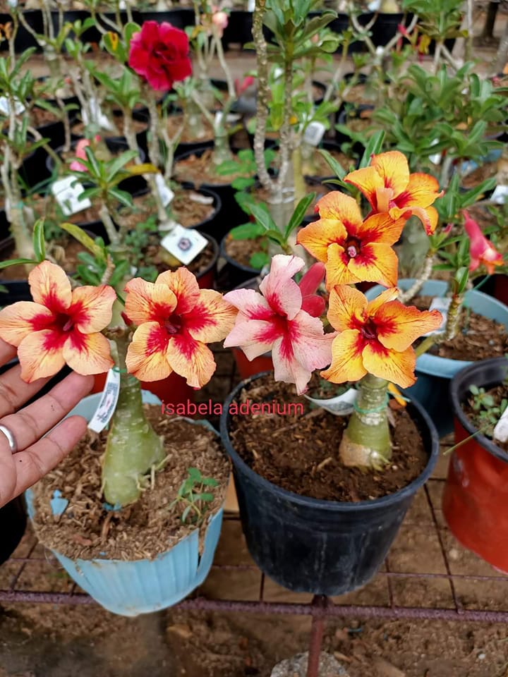 Adenium Growers Of The Philippines 🌸 | Facebook