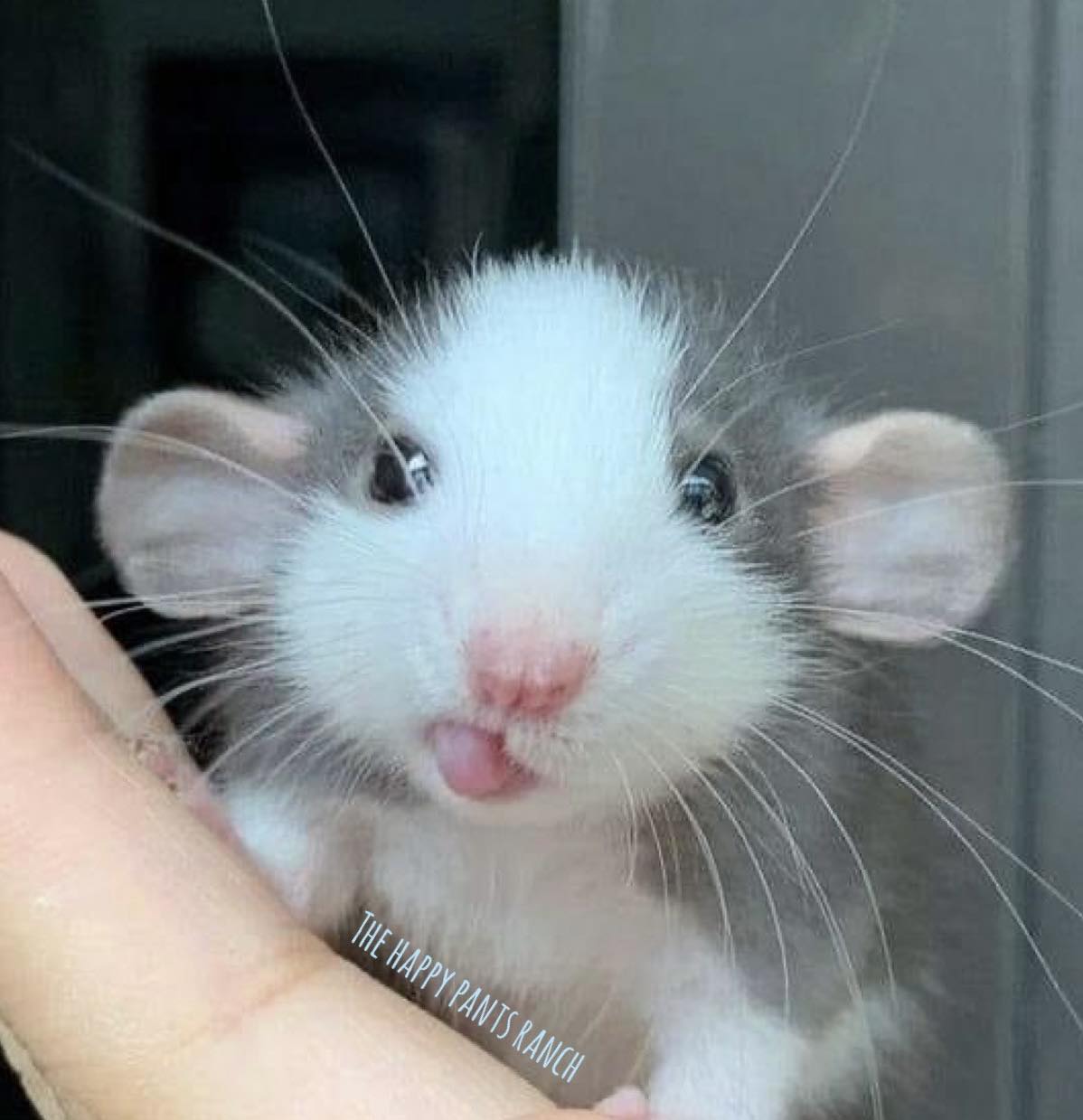 🤍 Be kind to rats… 🐀🐁 “In the 90s it was discovered that rats laugh ...