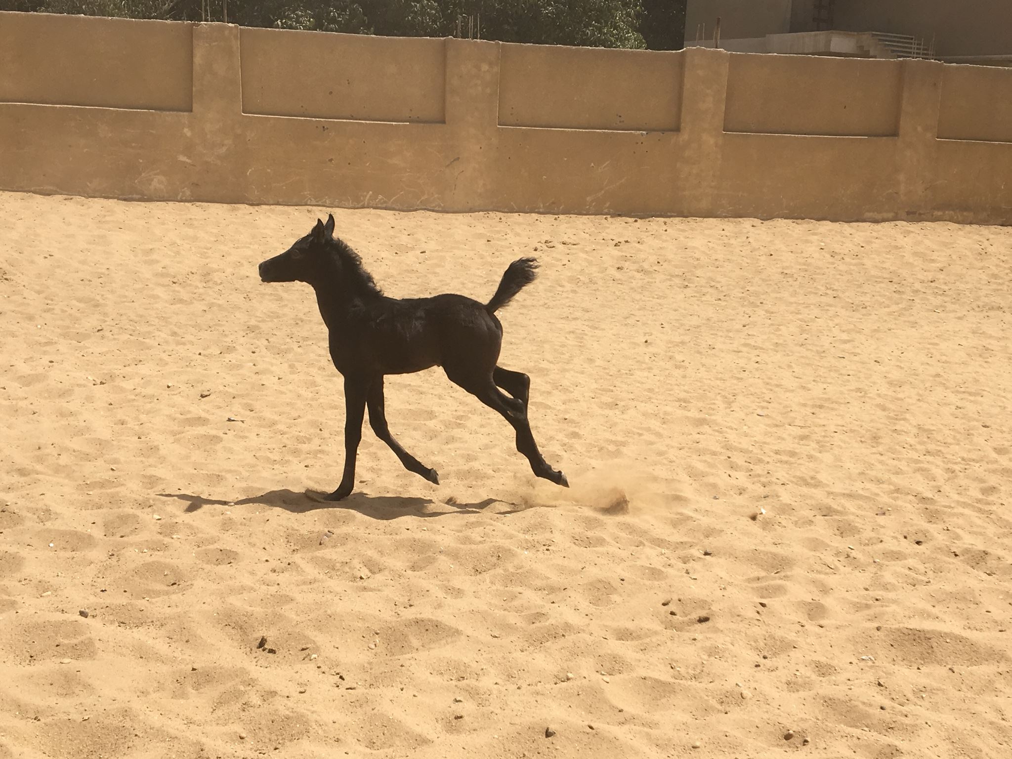 NB Stables | Cairo