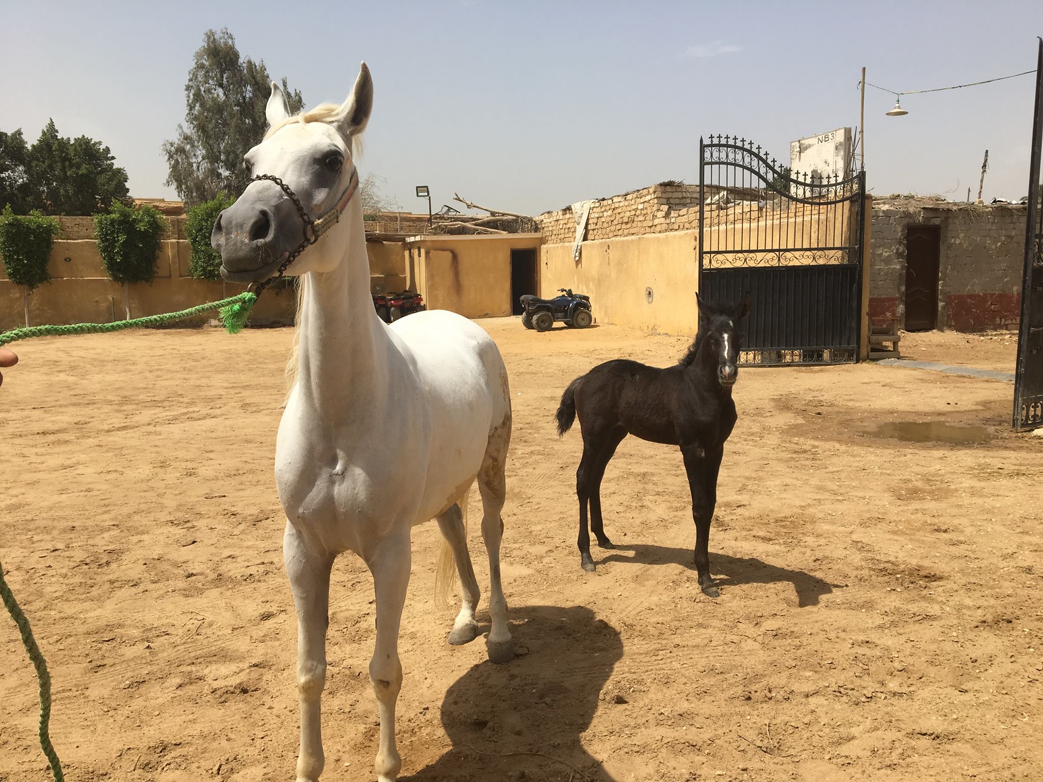 NB Stables | Cairo