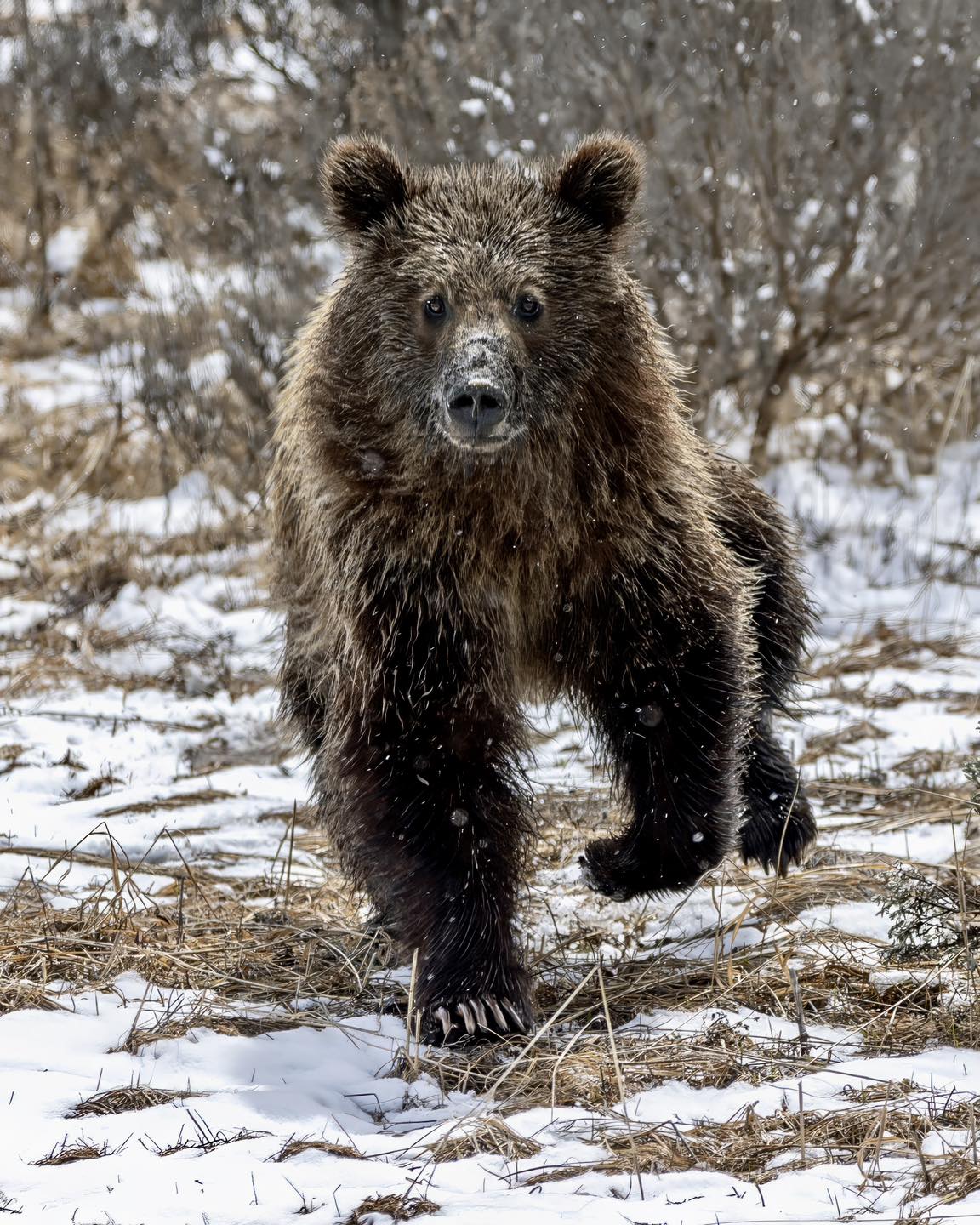 Grizzly bear cub with burs in Grand Teton National Park