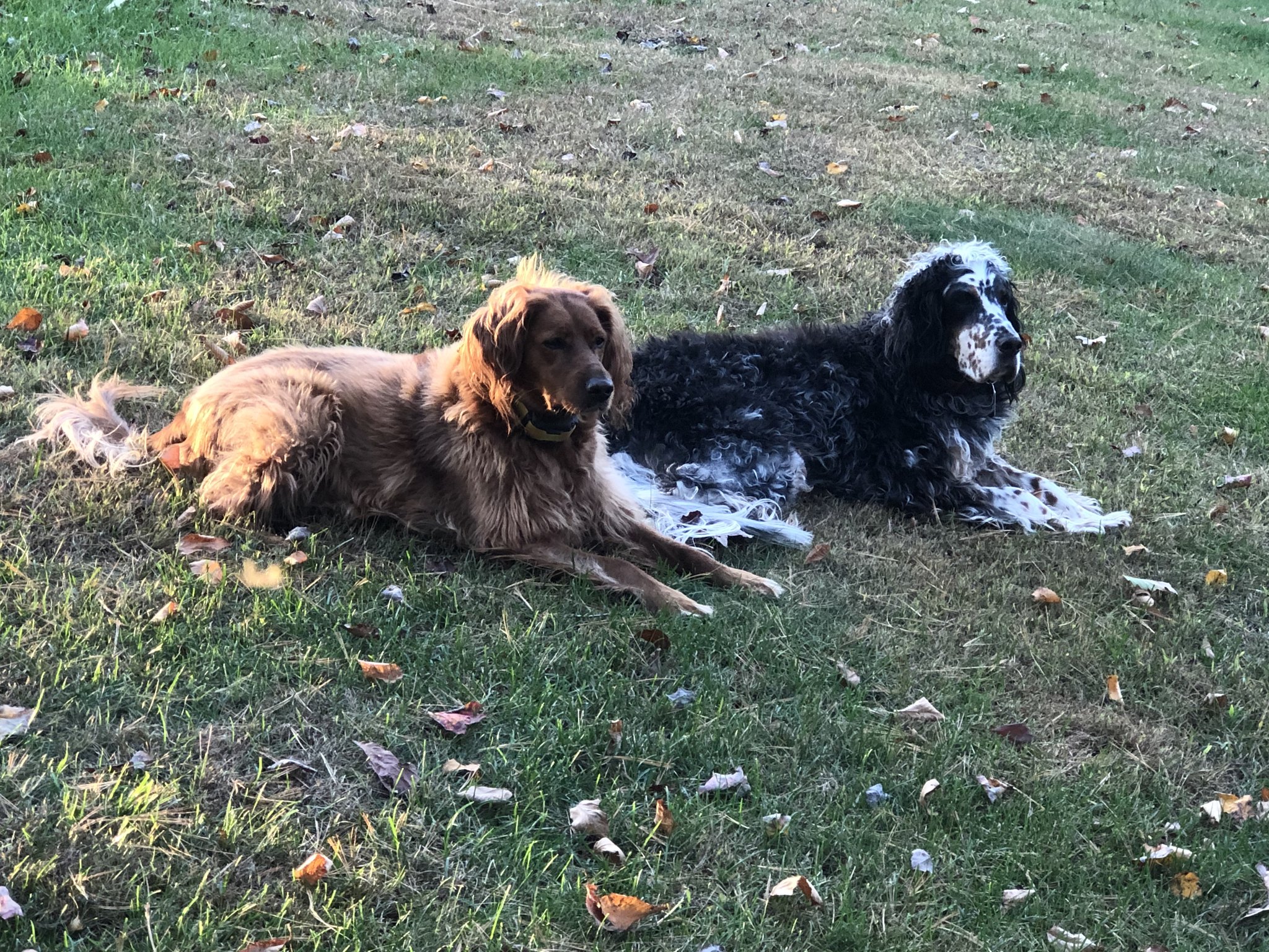 Bird Dog Custom Rods | Palmerton PA
