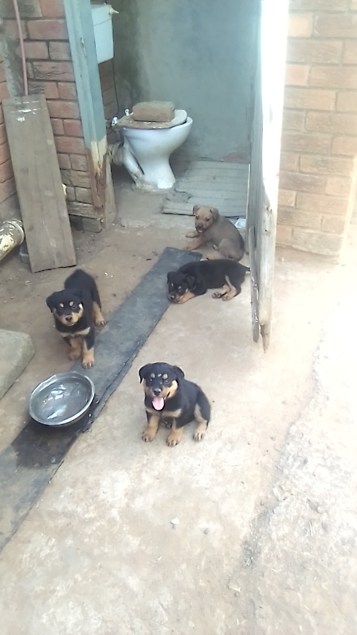 Virginia rottweiler club