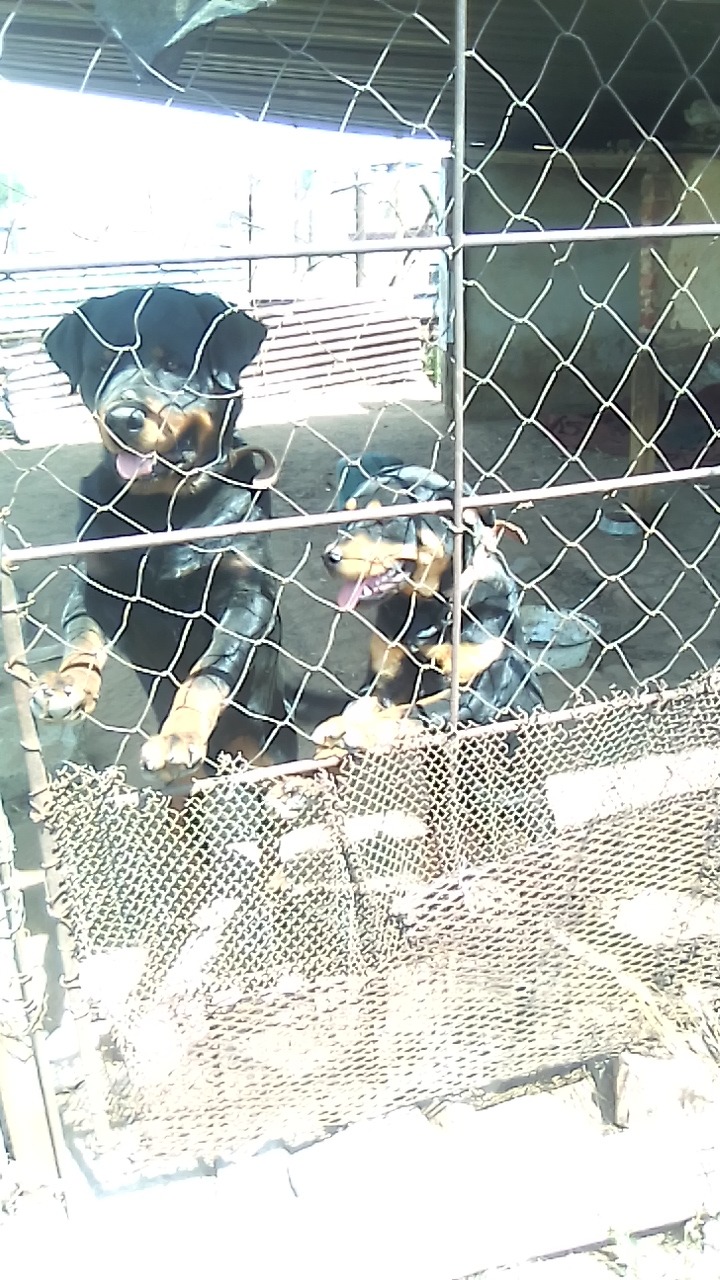 Virginia rottweiler club