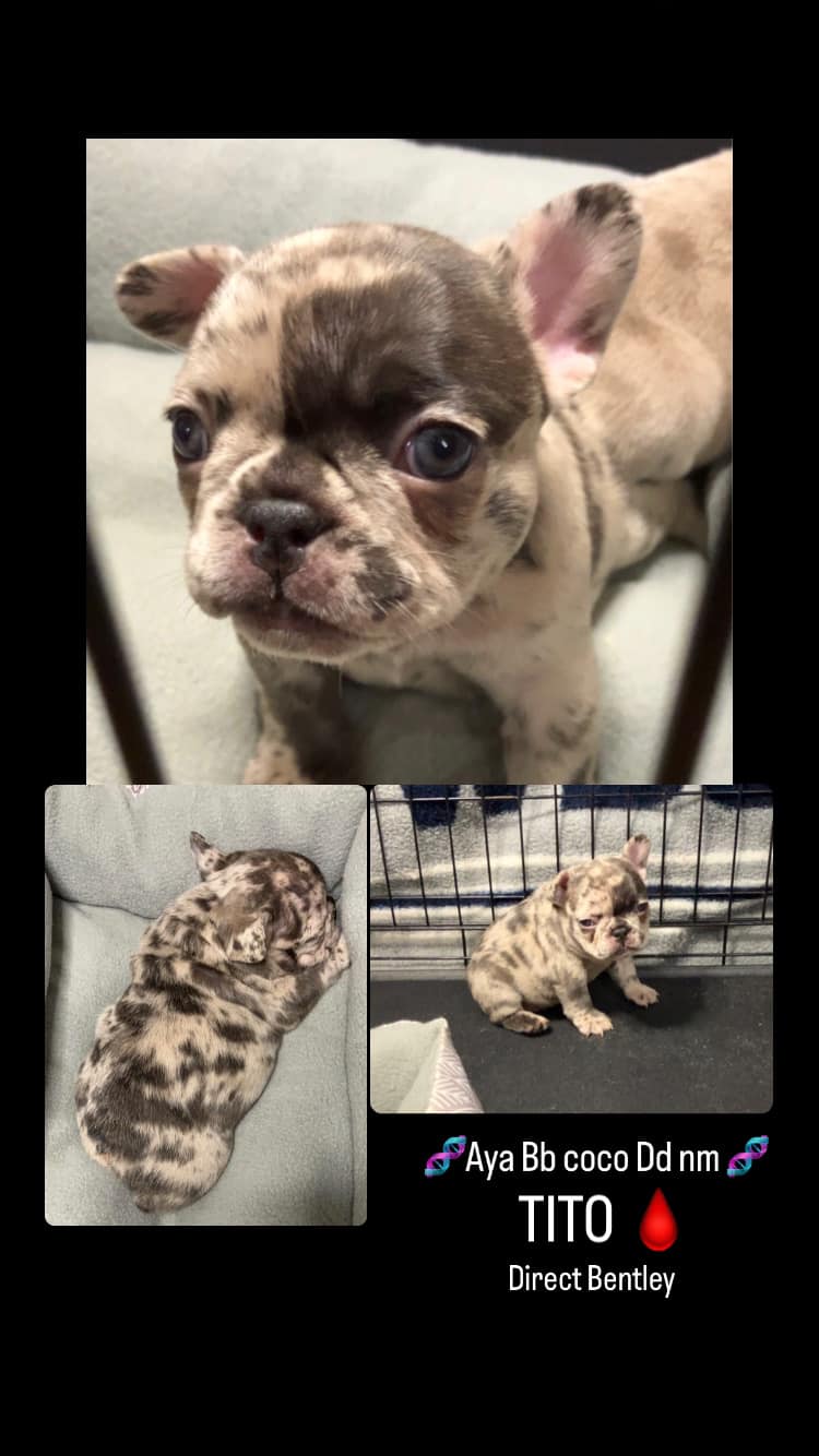 Virginia French Bulldogs, LLC