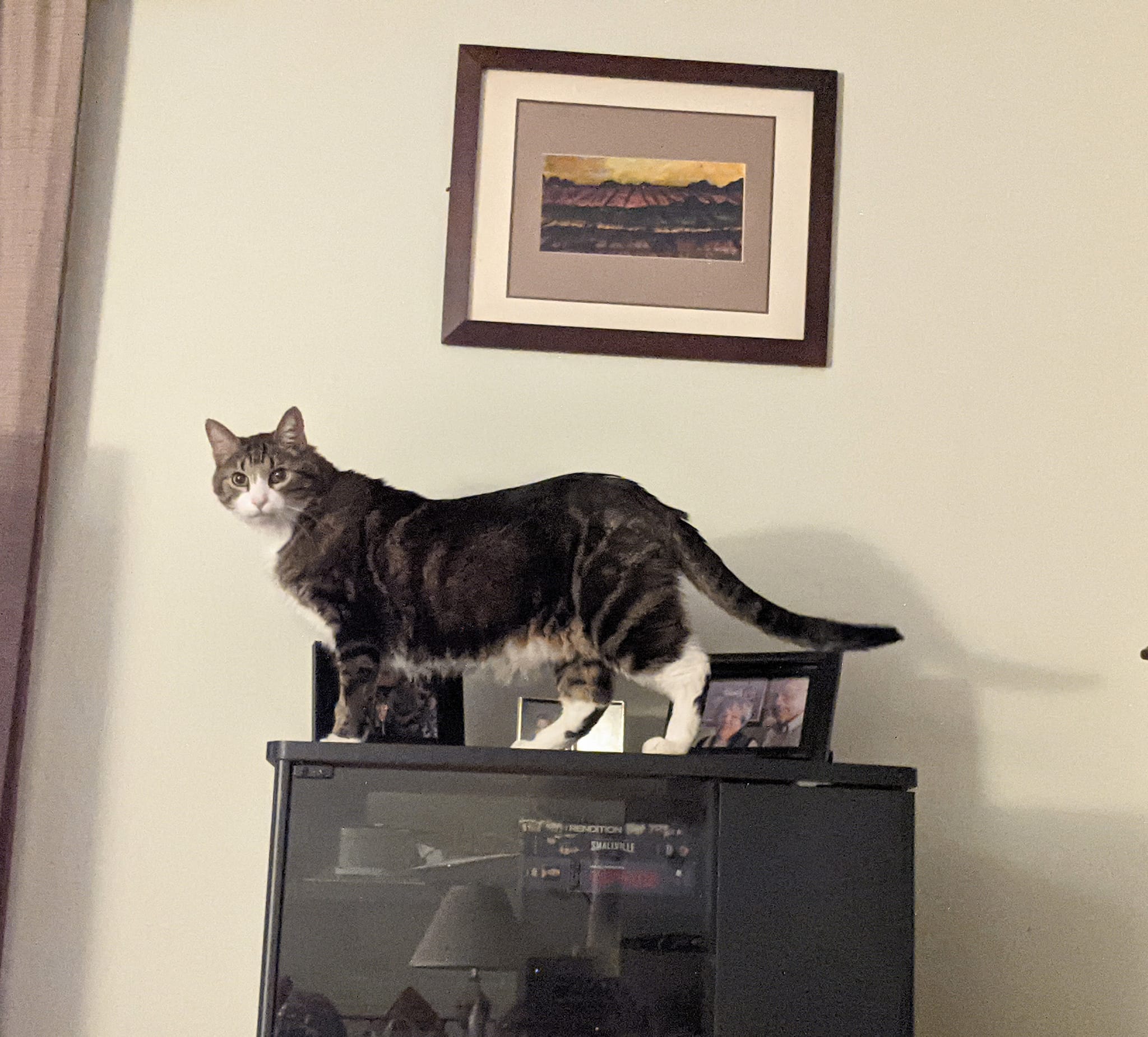 Safe Home Rescue