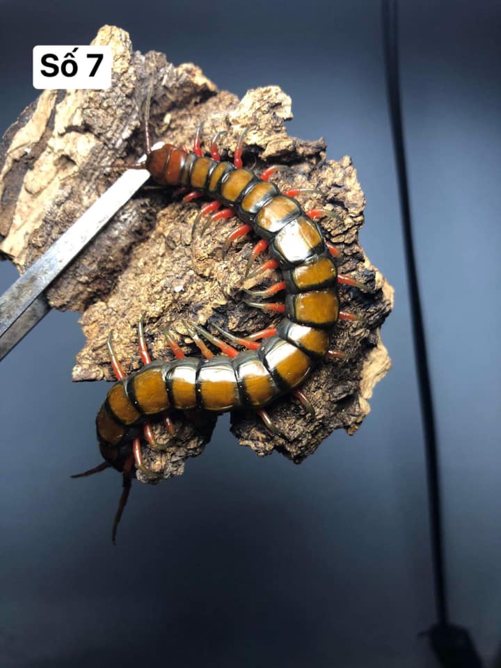 T. Hubert Insect - Home | Facebook