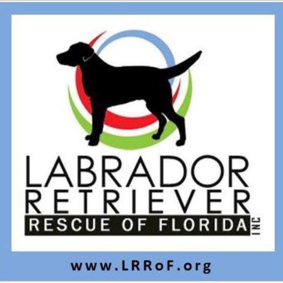 Labr... - Labrador Retriever Rescue of Florida - North Florida
