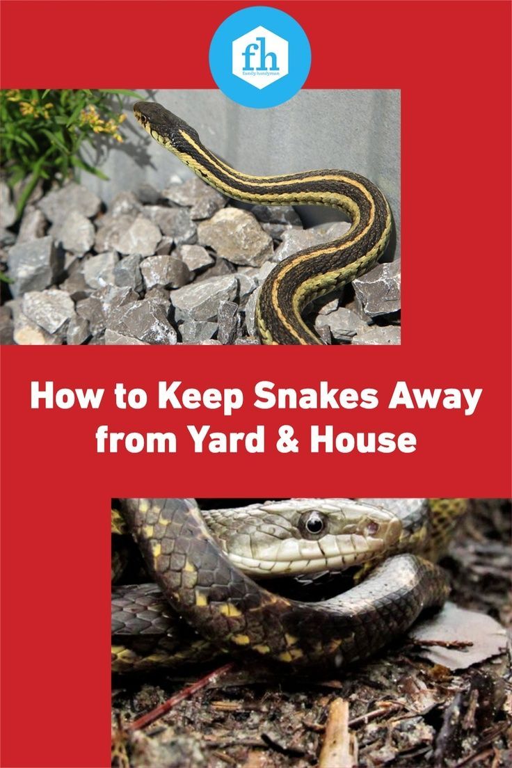 Family Handyman - How to Keep Snakes Away from Your Yard... | Facebook