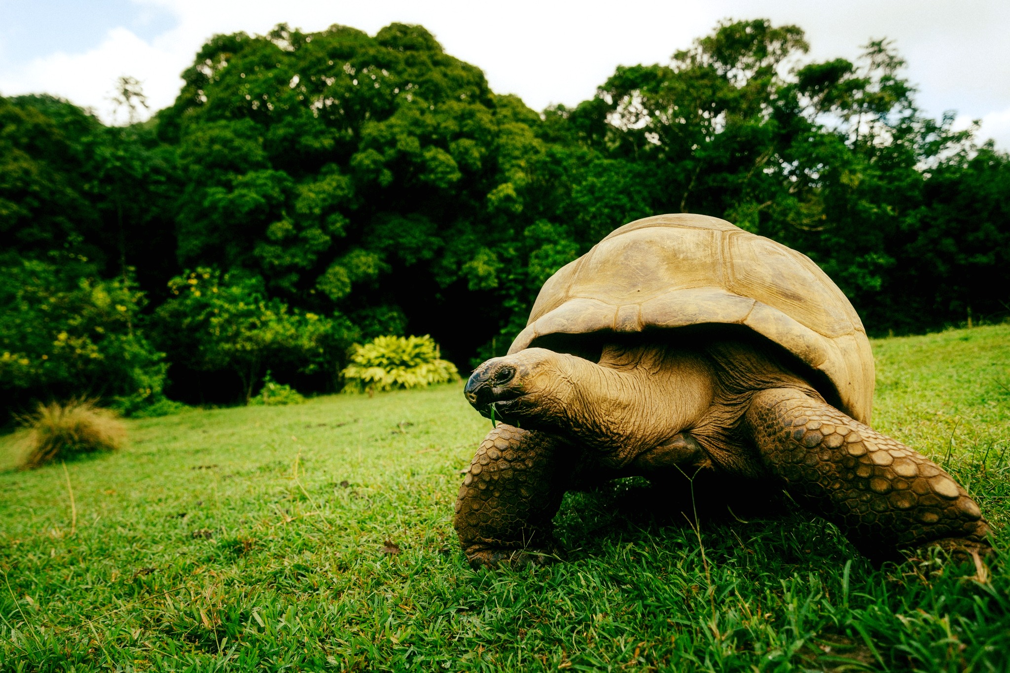 FERNEY - 🐢 Meet Ferney’s Ninja Turtles! 🐢 Say hello to our Aldabra ...
