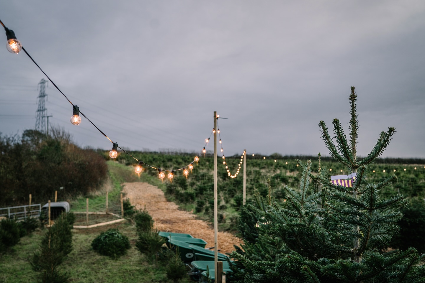 Cowbridge Christmas Tree Farm | Welsh Saint Donats