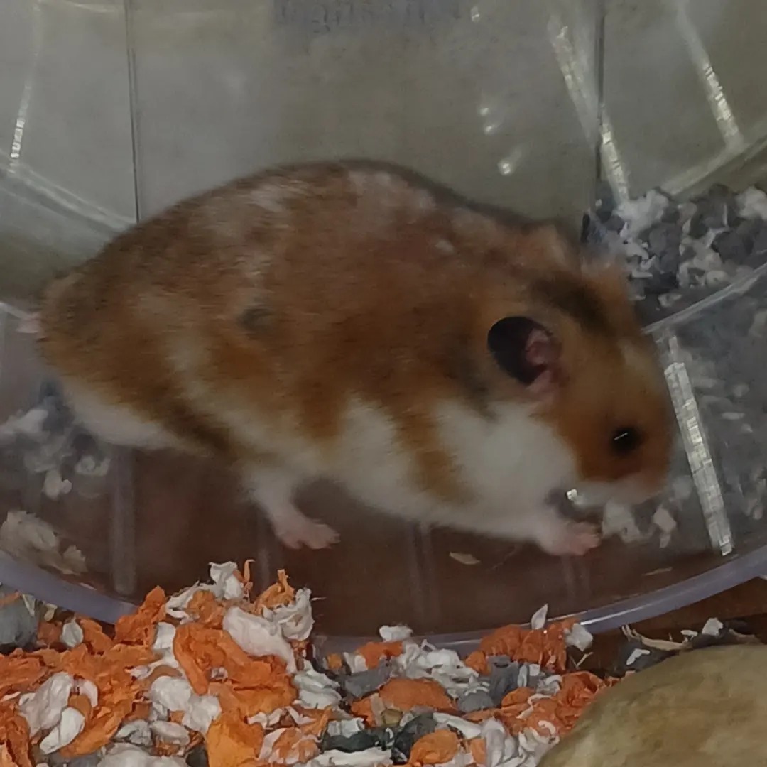 Create A Hamster Oasis Design