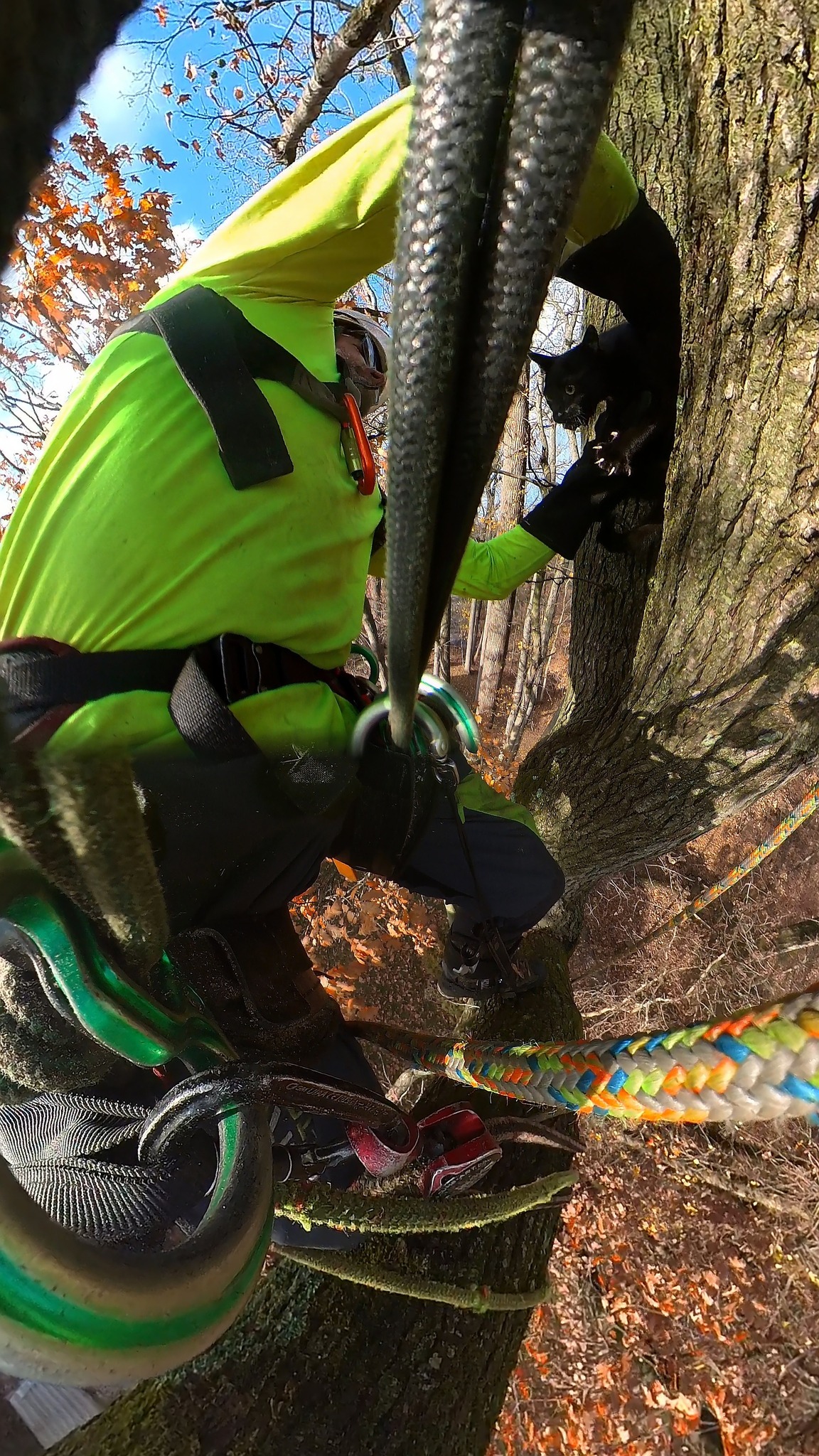 Tesla Tree Service added a new photo. - Tesla Tree Service
