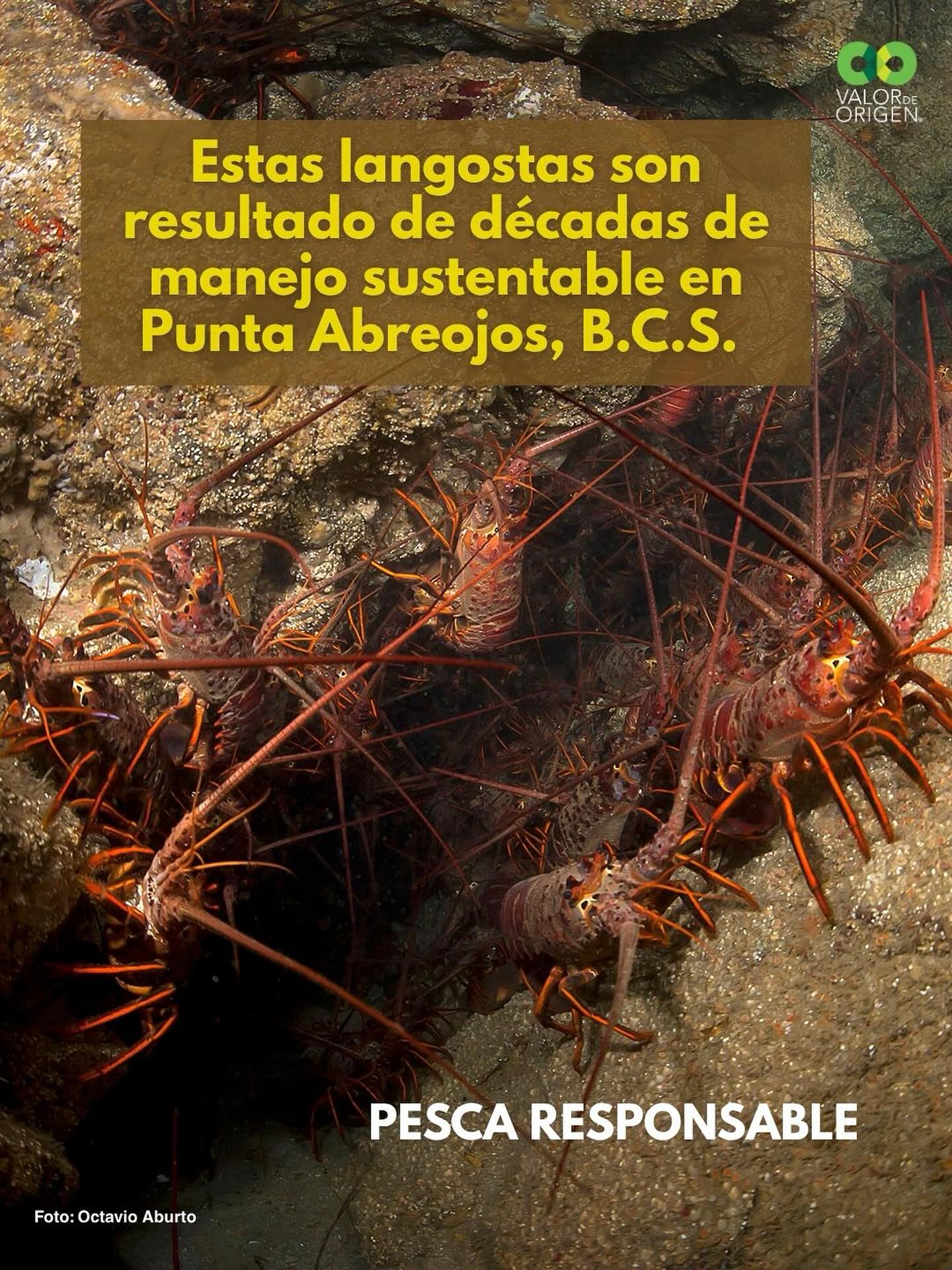 Conecto.mx - “Nuestra meta no es solo pescar hoy, sino que nuestros ...