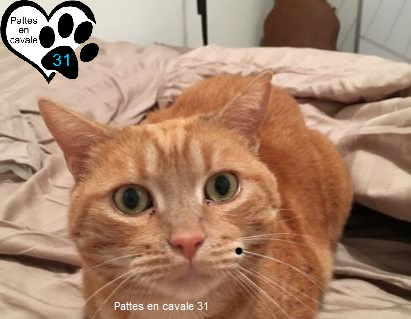 Pattes en cavale 31