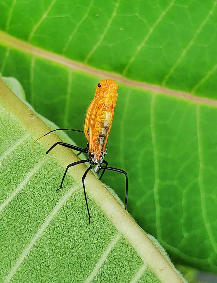 Insects of the Eastern Shore of Virginia