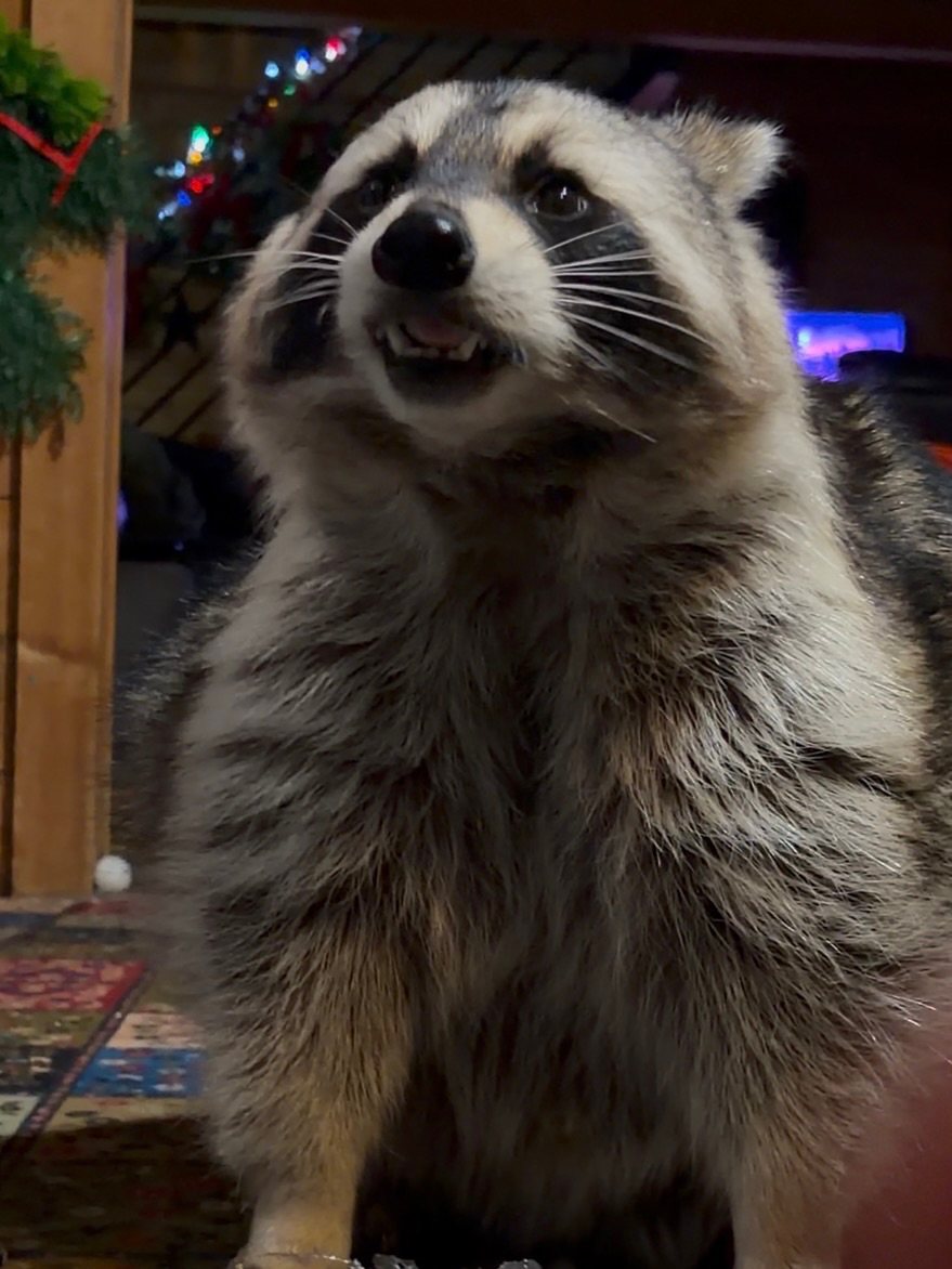 Diddles Raccoon