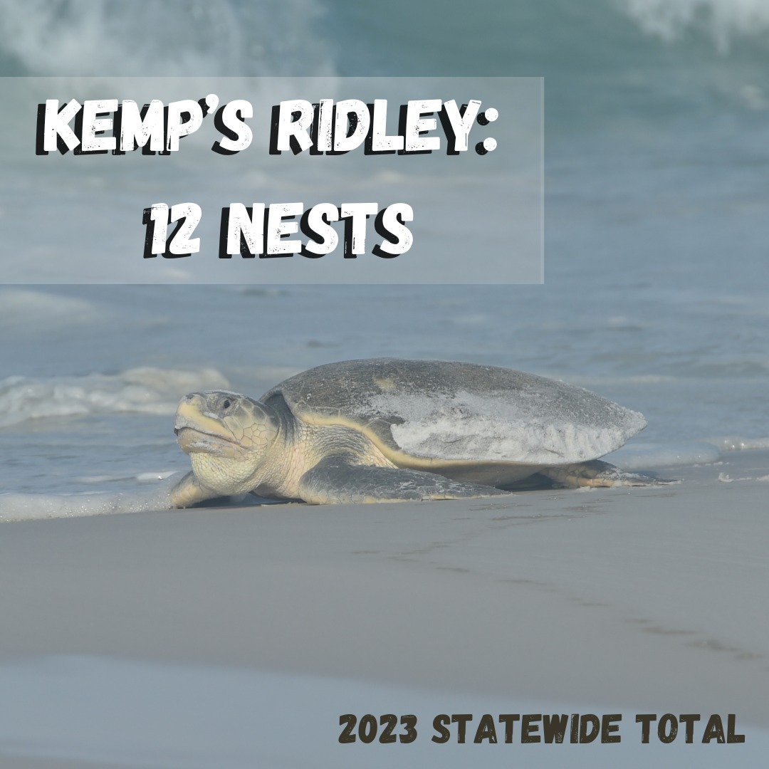 4,792 sea turtle nests recorded in 2024
