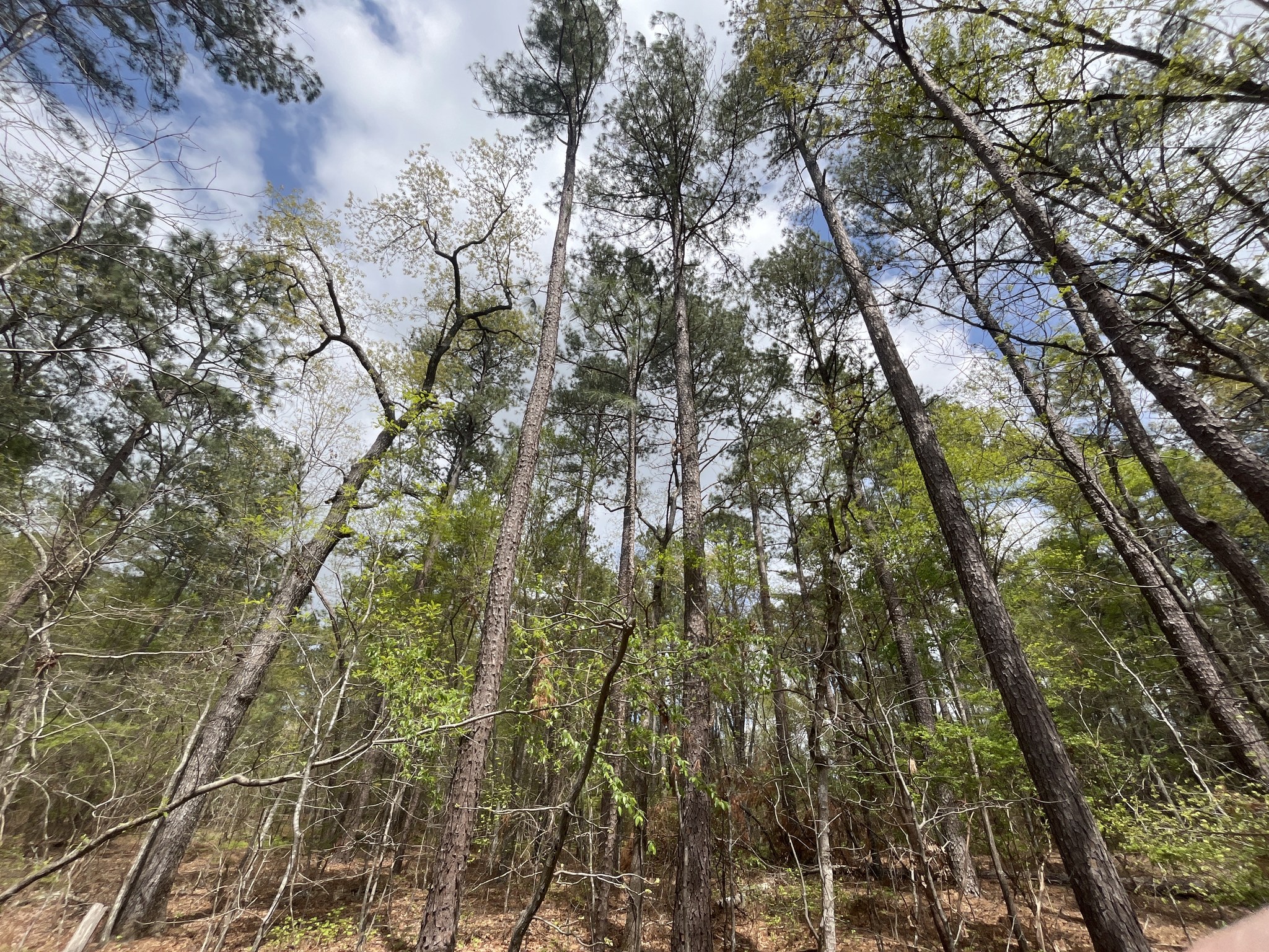 🌳 Big News for Aiken County! 🌳... - Aiken Land Conservancy | Facebook