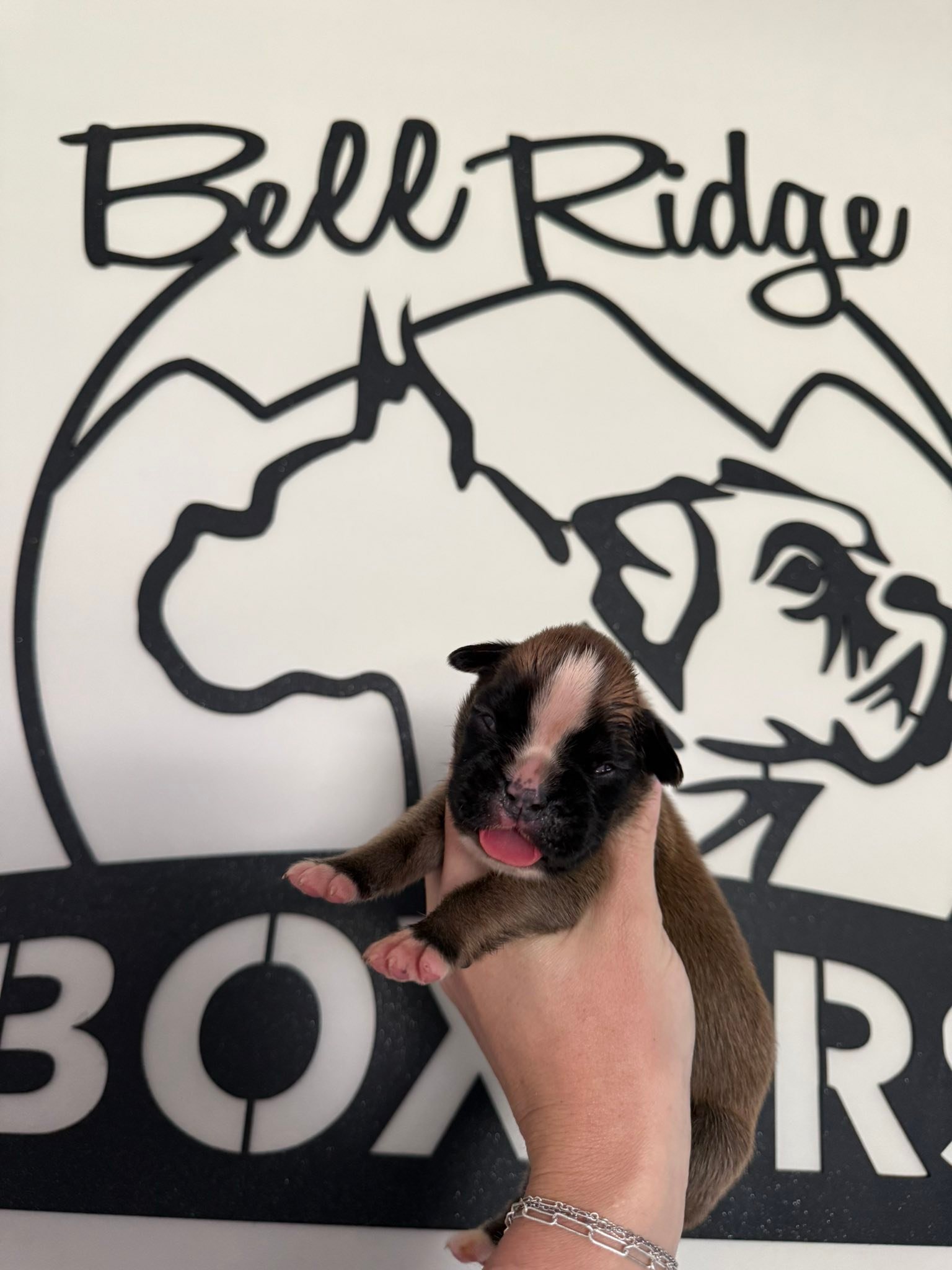 BellRidge Boxers added a new photo. - BellRidge Boxers