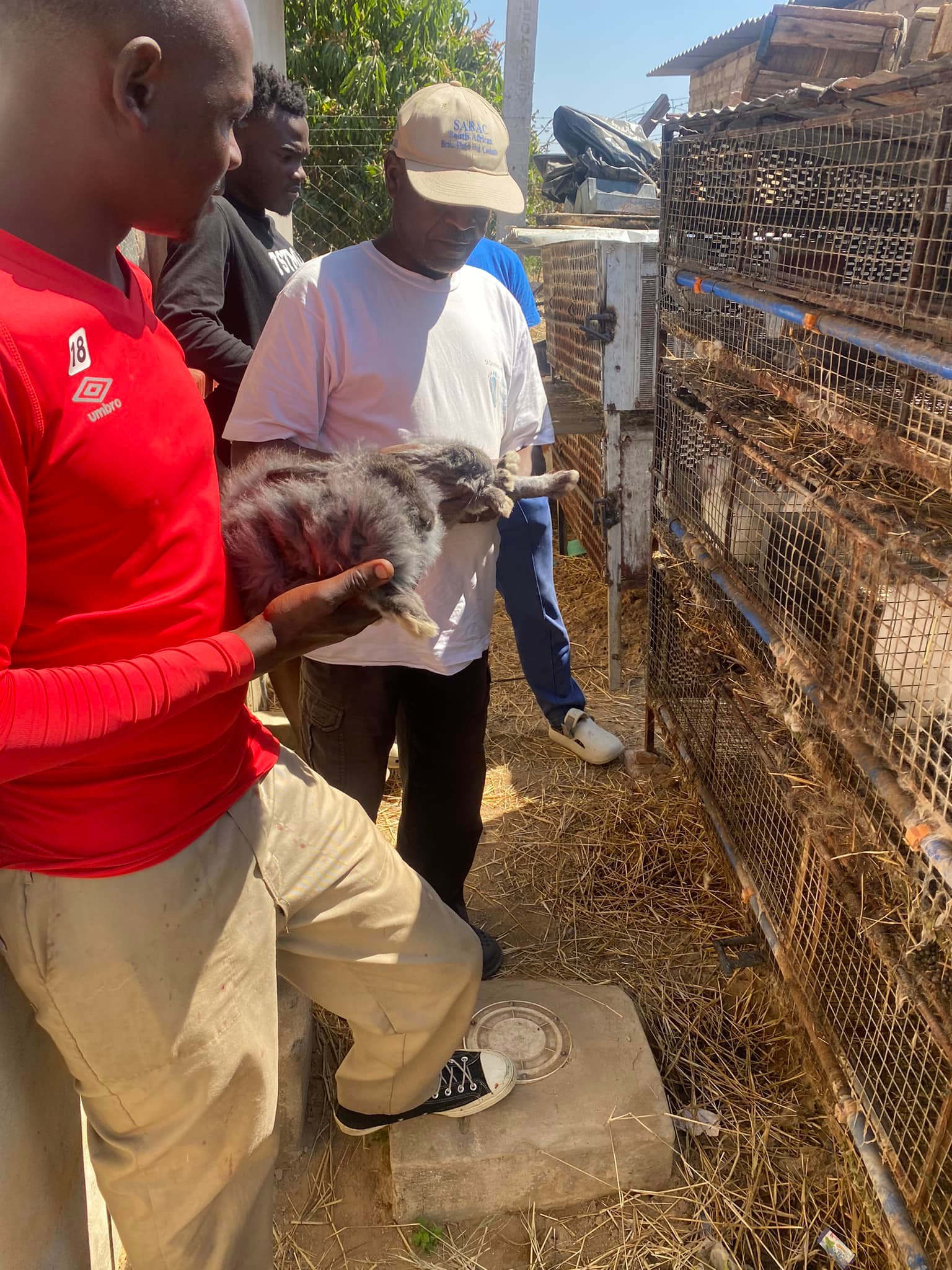 Organik Rabbits | Harare