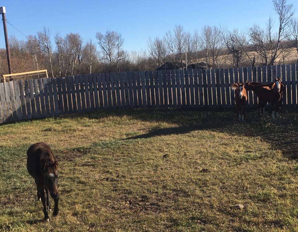 Happy Valley Ranch | Battleford SK