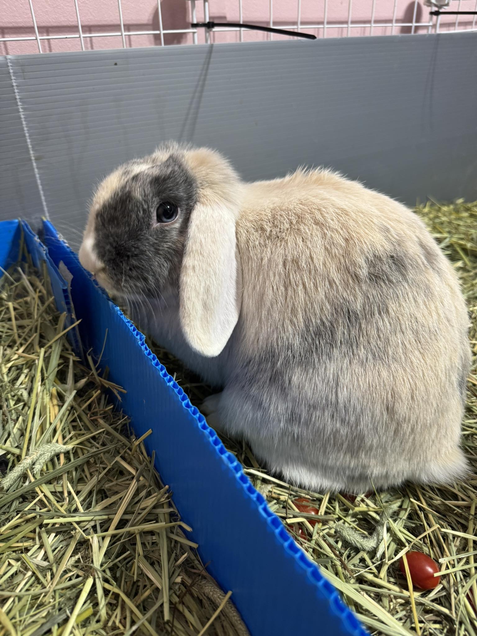 Dogs - Meet Snickerdoodle *beginner friendly pet* 🐰🤍 A loving lop bunny ...