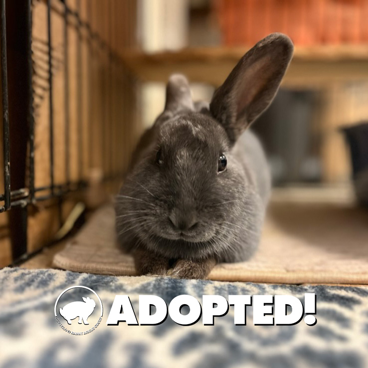 Congratulations Martha!... - Long Island Rabbit Rescue Group