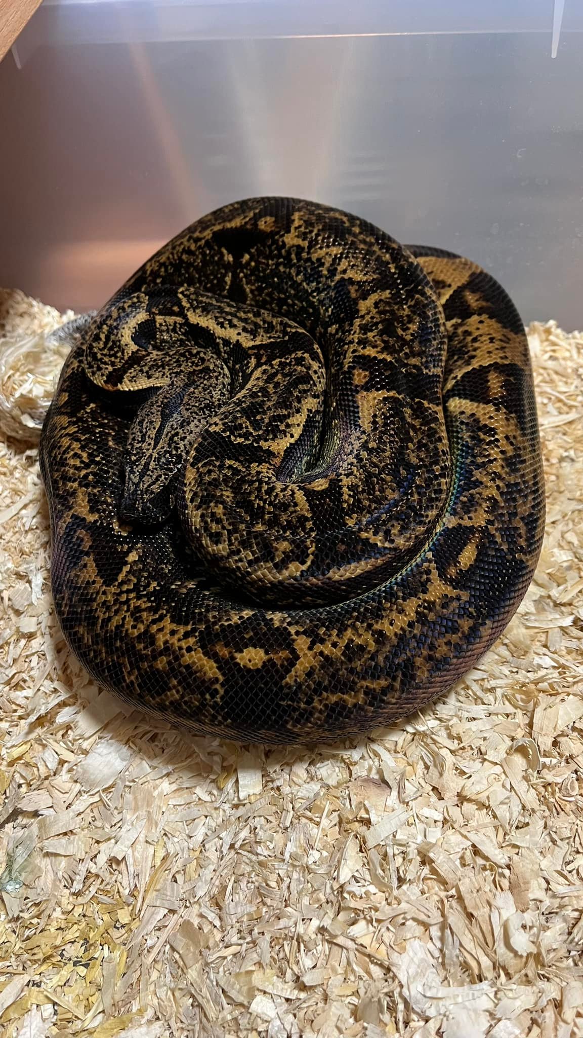 ADAM's Snakes | Moravské Knínice