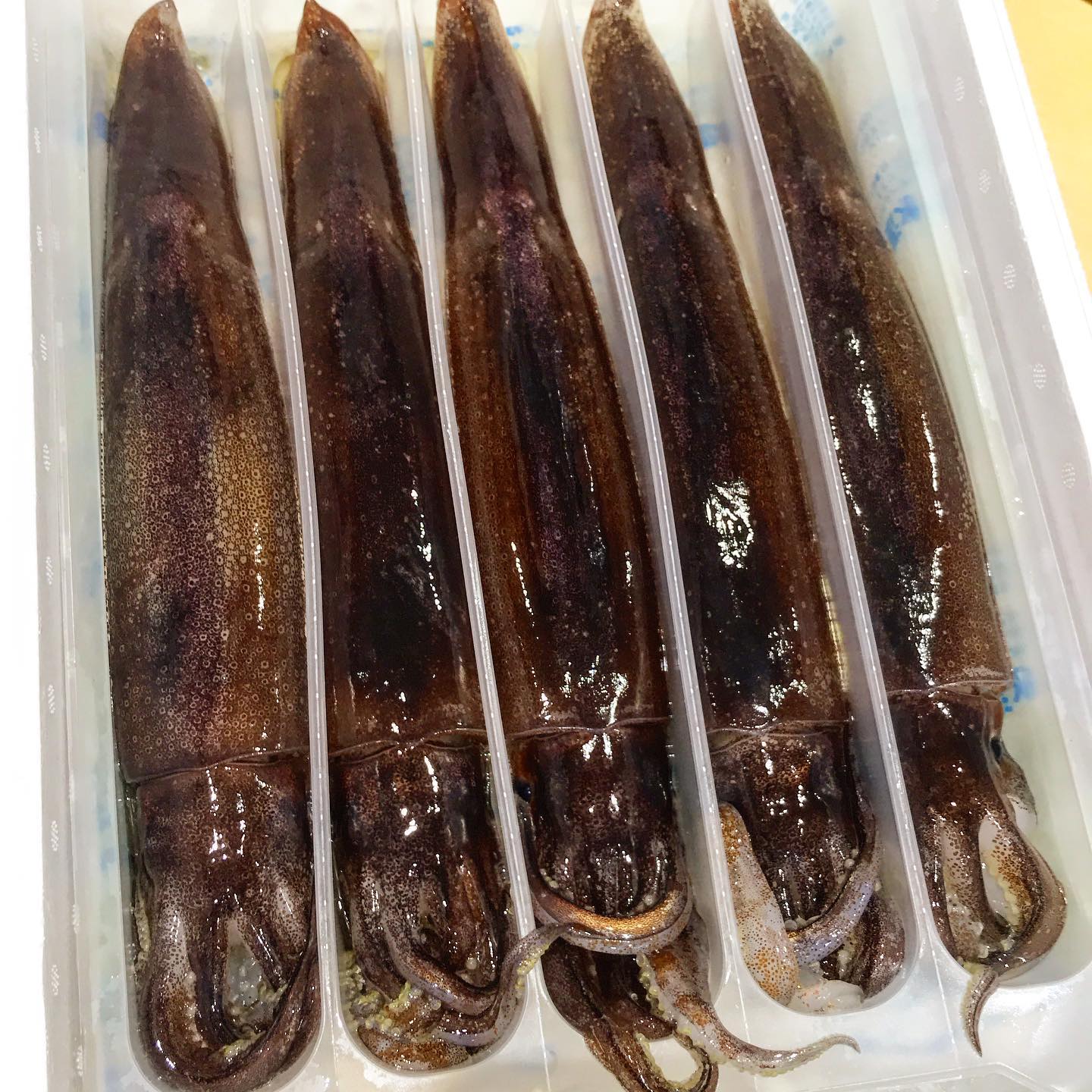 活イカ お刺身 イカ 泊 六ヶ所村 六旬館 朝 泊沖で採れた 六旬館ー青森県六ケ所村特産品販売所ー Facebook