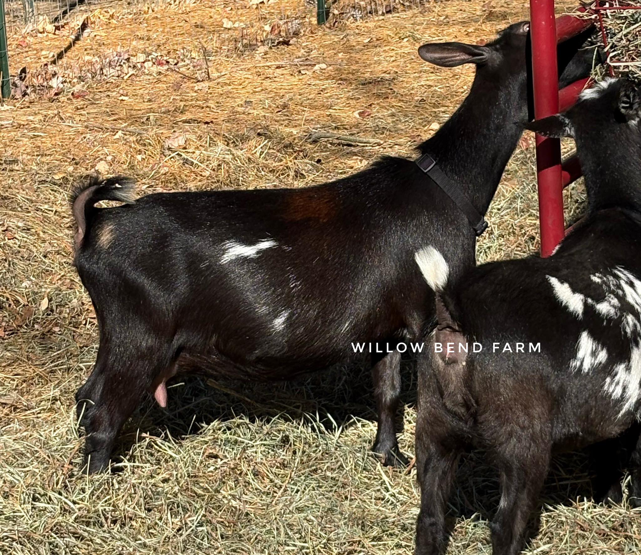 Willow Bend Farm